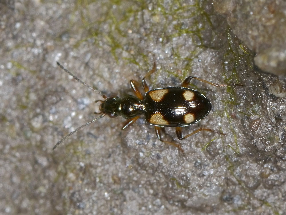 Bembidion tetragrammum? No, Ocydromus (Nepha) genei illigeri